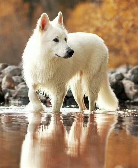 Arctic Wolf Shepherd Dog Breeds German Shepherd Dogs White German