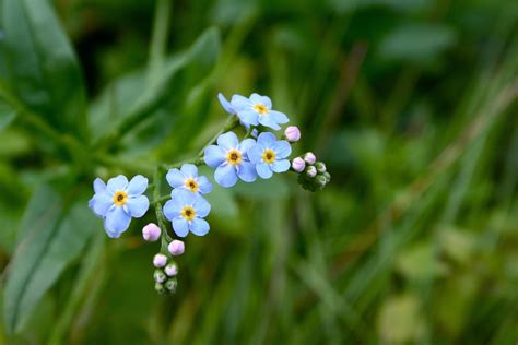 Forget Me Not Flowers Wallpaper Images Best Flower Site