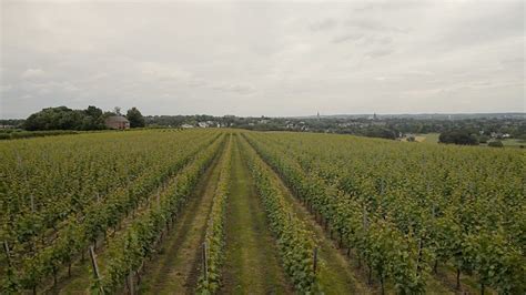 Winery Apostelhoeve The Oldest Commercial Vineyard In The