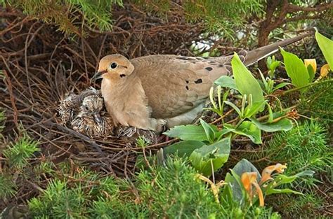 Birds Laying Eggs In Nest