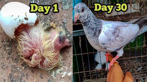 How Pigeons Babies Develop In 28 Days Baby Pigeons Growing Day By Day