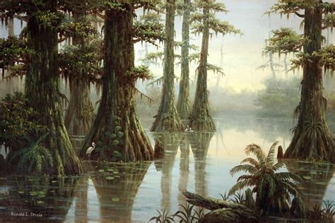Ronald E Strois Florida Everglades Big Cypress National Preserve