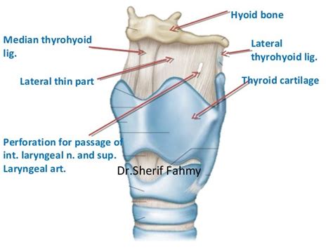The Larynx Anatomy Of The Neck