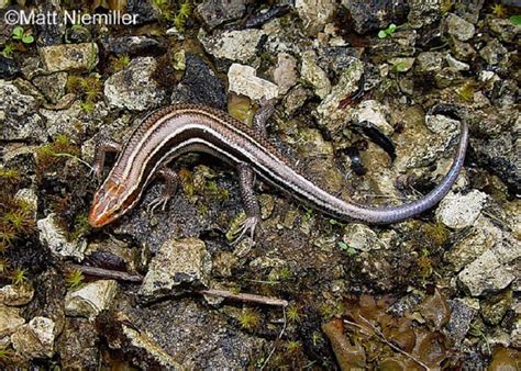 Tennessee Watchable Wildlife Southeastern Five Lined Skink