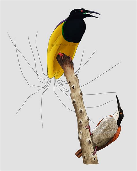 Twelve Wired Bird Of Paradise Seleucidis Melanoleucus Wildlife And