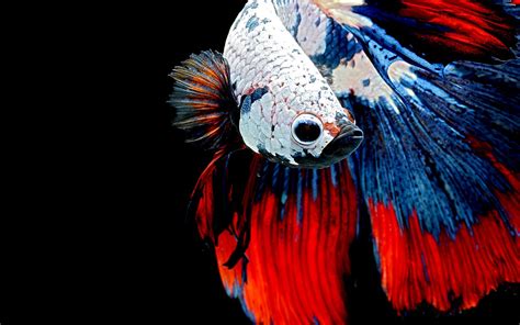 This live wallpaper was made to support this developer and their visually stunning and realistic live wallpaper. Betta Wallpaper and Background Image | 1457x910 | ID:559277
