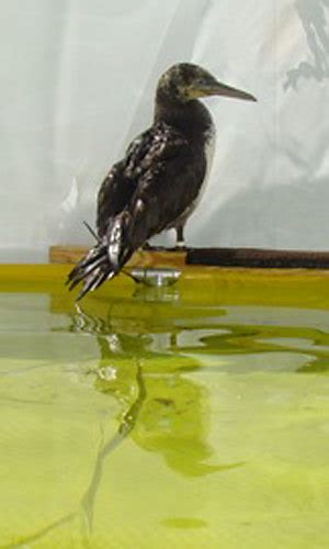 Two Oiled Birds Now Cleaned To Be Released International Bird Rescue
