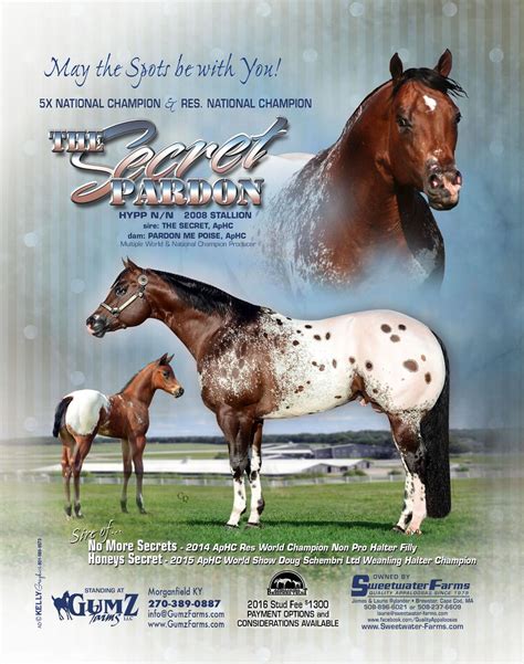Sweetwater Farms Quality Appaloosa Horses Since 1979