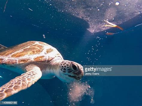 A Green Sea Turtle Recovers From Injury In A Tank At Taronga Zoos