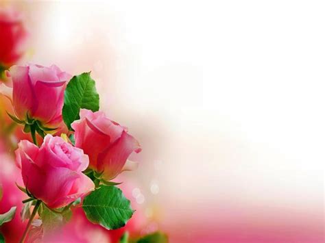 Pink Rose Hd Photo Graphic Backgrounds For Powerpoint Templates Ppt