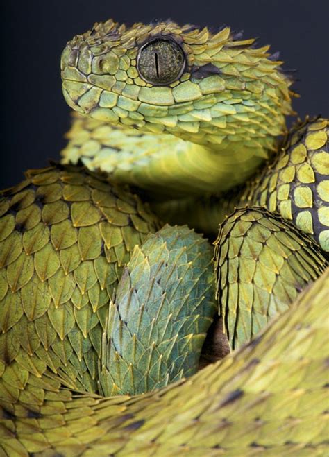 Hairy Bush Viper Facts And Pictures Reptile Fact
