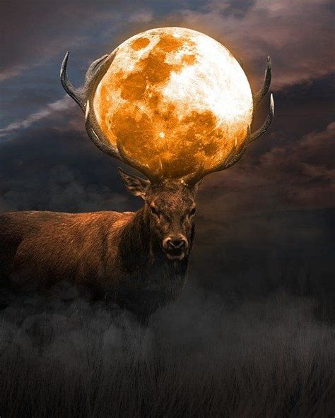 Free Image On Pixabay Animal Moon Deer Animals Deer Moon