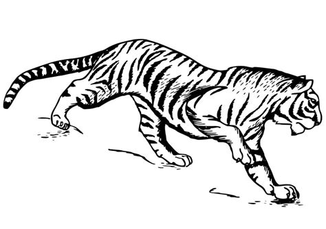 Fise de Colorat cu Minunat Tigru Descărcați imprimați sau colorați