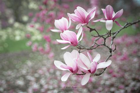 Pink Magnolia Tree Flower Photography Dreamy Flowers Print Etsy