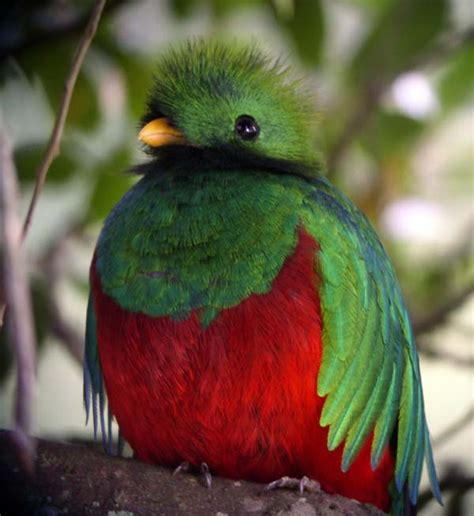 The Quetzal Bird Beauty Of Bird