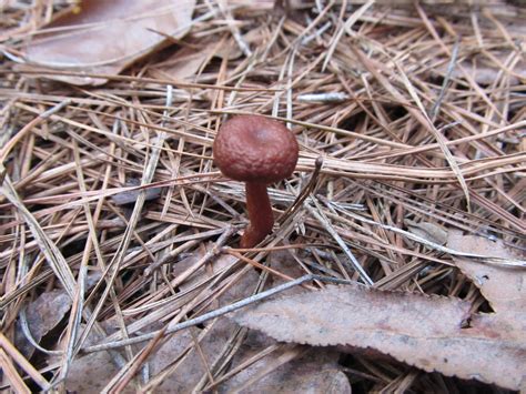 North Ga Hunt Mushroom Hunting And Identification Shroomery Message