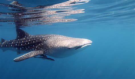 Family | episode aired 29 january 2010. Whale shark hot spot offers new conservation insights