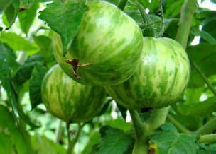 Wie lange es dauert, bis oliven reif sind, hängt nicht nur von der sorte ab. Wann sind Tomaten reif? Infos für grüne, gelbe und ...