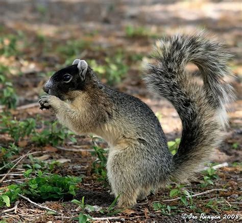 Shermans Fox Squirrel Wekiva Wilderness Trust