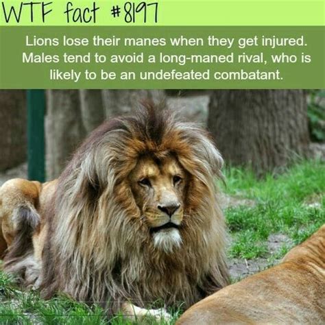 Roaring Lion Facts Wtf Facts Lion Facts Weird Facts Wtf Fun Facts
