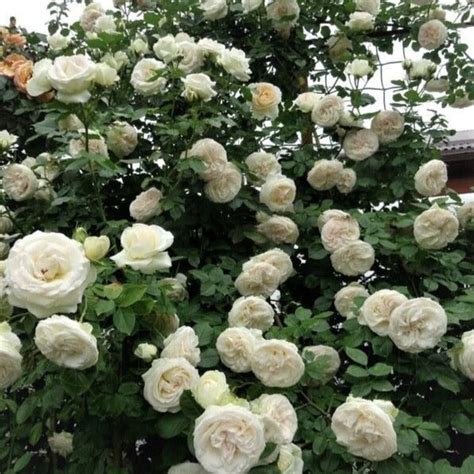 Palais Royal White Eden Rose Climbing Rose Famous Roses World