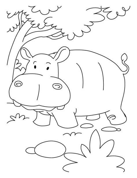 Pictures Of Animals Coloring Kids Foto Hippo Coloring For