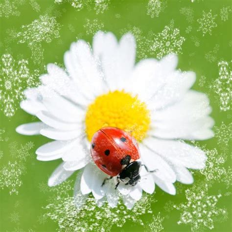 Ladybug Cool Pictures Driving Miss Daisy Ladybug
