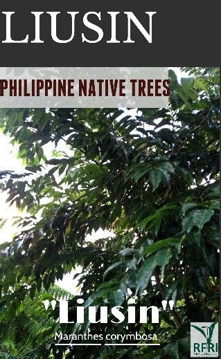 70 Native Trees Of The Philippines Ideas Forest Plants Trees To