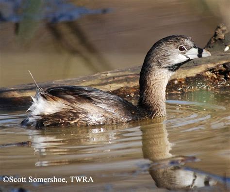 Pied Billed Grebe Podilymbus Podiceps Information And Images