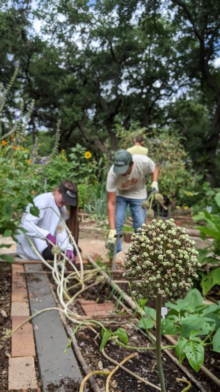 Blog Austin Organic Gardeners
