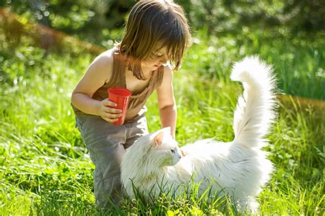Kids And Cats 10 Tips To Promote Bonding Great Pet Care