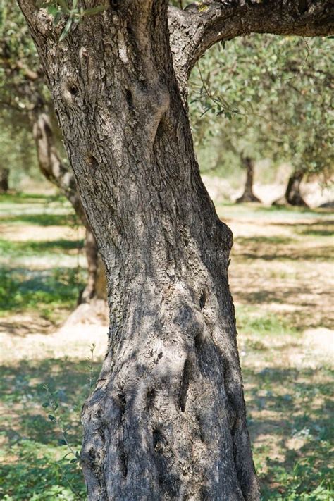 Old Olive Tree Stock Photo Image Of Trunk Surface Riught 15872320