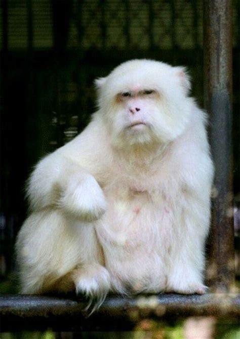 30 Rare Albino Animals You Probably Have Never Seen Before Twblowmymind