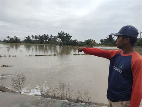 Ratusan Hektar Sawah Di Asahan Rusak Terendam Banjir Media Sumutku