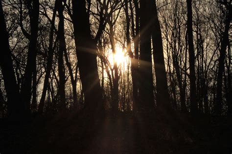 Sun Shining Through Forest Trees Photos 1142974