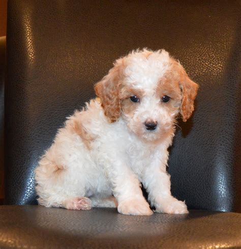 Cockapoo Puppies For Sale | Celina, OH #257305 | Petzlover