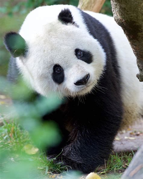 Giant Pandas Have A Proportionally Larger Head