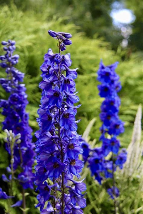 Growing Blue Delphinium Is On Nearly Every Garden Bucket List At One
