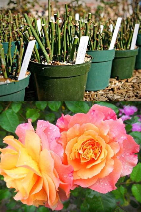 Grow Roses From Cuttings 2 Best Ways To Propagate In 2021 Rooting