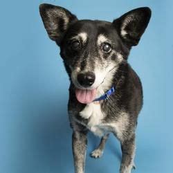 When you are ready to adopt a pet, we're here to help you pick out the perfect family member. Phoenix, Arizona - Italian Greyhound. Meet SANDY, a for ...