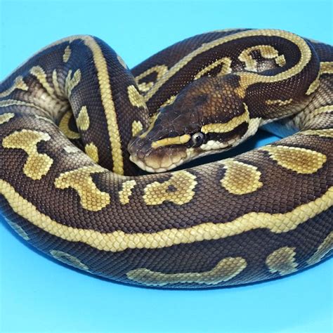 Leopard Mojave Ball Python Hatchling