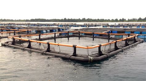 Square Cages Aquaculture