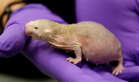 The Weird And Wonderful World Of The Naked Mole Rat The Japan Times