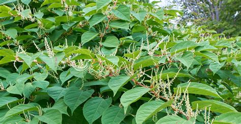 Japanese Knotweed A Problem That Wont Easily Go Away Diy Garden