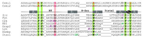 Sequence Alignment Of Selected Src Homology 3 Sh3 Domains The Highly