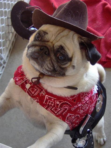 Mugs Of Pugs Pugs In Hats And Costumes Those Are The
