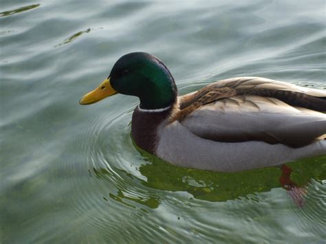 Free Images Wing Animal Pond Wildlife Swim Beak Fauna Duck