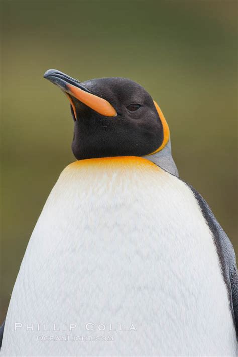 King Penguin Photograph Aptenodytes Patagonicus Fortuna Bay South