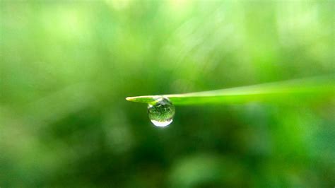 Water Drop On Green Leaf · Free Stock Photo