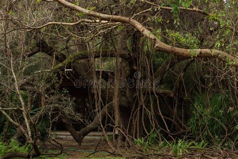 Long Vine Jungle Big Tree Stock Image Image Of Bulrush 174740309